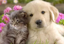 कुत्ते और बिल्ली पालने वाले हो जायें सावधान, हो सकता है जान का खतरा