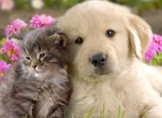 рдХреБрддреНрддреЗ рдФрд░ рдмрд┐рд▓реНрд▓реА рдкрд╛рд▓рдиреЗ рд╡рд╛рд▓реЗ рд╣реЛ рдЬрд╛рдпреЗрдВ рд╕рд╛рд╡рдзрд╛рди, рд╣реЛ рд╕рдХрддрд╛ рд╣реИ рдЬрд╛рди рдХрд╛ рдЦрддрд░рд╛