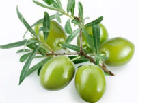 क्या आप को पता है ताजा जैतून क्यों नहीं मिलता