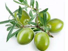 рдХреНрдпрд╛ рдЖрдк рдХреЛ рдкрддрд╛ рд╣реИ рддрд╛рдЬрд╛ рдЬреИрддреВрди рдХреНрдпреЛрдВ рдирд╣реАрдВ рдорд┐рд▓рддрд╛