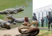 घुसपैठ रोकने को बॉर्डर पर सांप- मगरमच्छ तैनात करने पर विचार