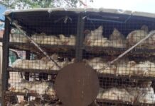 मुर्गों पर क्रूरता के आरोप में तीन सप्लाई वाहन जब्त 48 हजार रुपये का जुर्माना